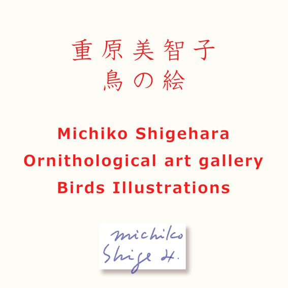 Michiko Shigehara 重原　美智子　鳥の絵