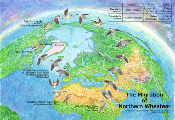 migration of northern wheatear